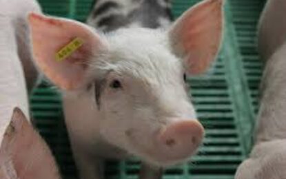 Fiebre porcina africana: Experto advierte posible impacto en la inflación y economía chilena _