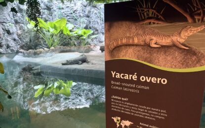 MUNICIPALIDAD DE IQUIQUE CONCRETA REUBICACIÓN DE DOS YACARÉS EN PARQUE METROPOLITANO DE SANTIAGO