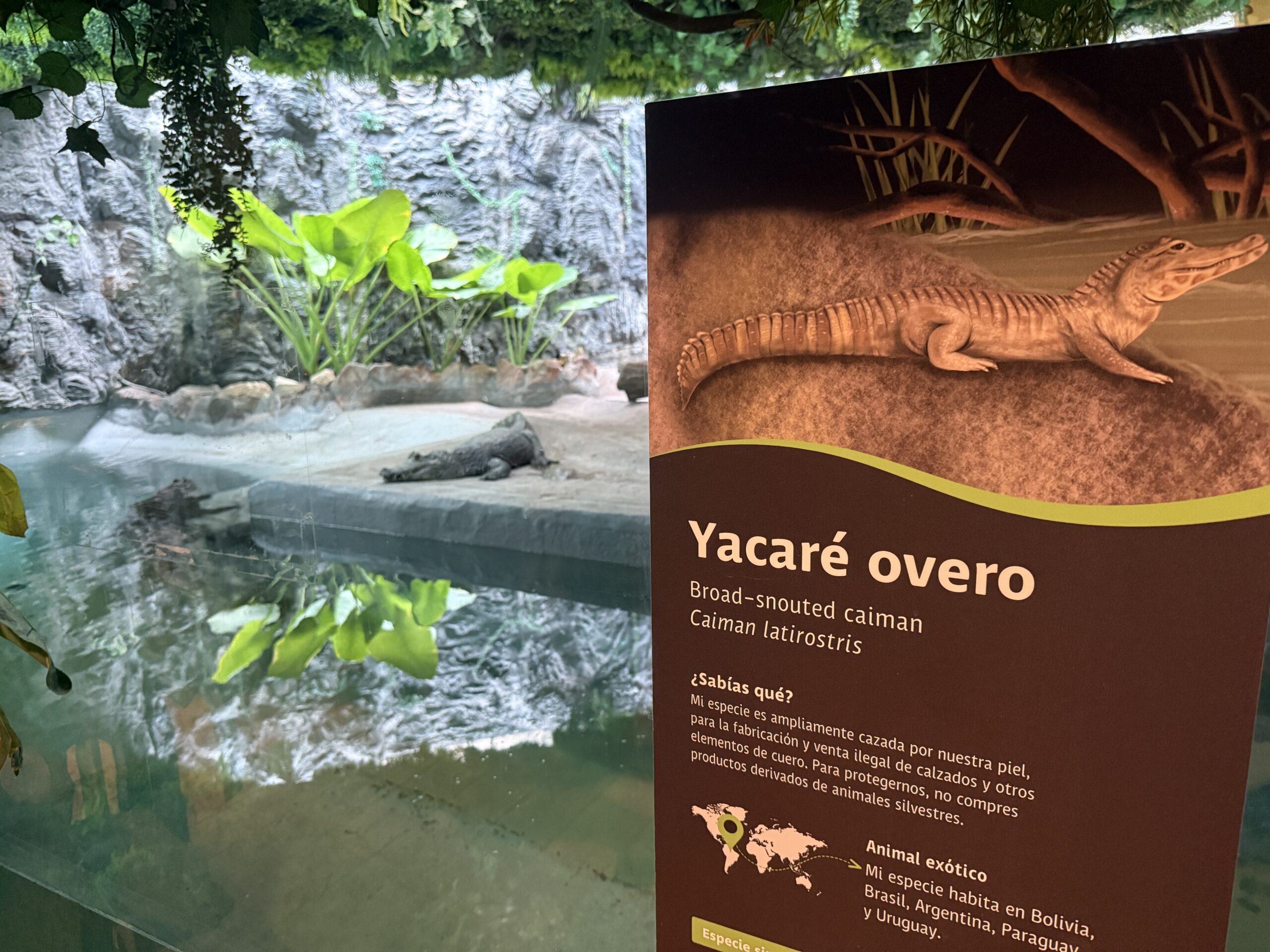 MUNICIPALIDAD DE IQUIQUE CONCRETA REUBICACIÓN DE DOS YACARÉS EN PARQUE METROPOLITANO DE SANTIAGO