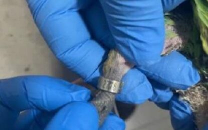 Tráfico de polluelos de loros amazónicos con documentos adulterados es detectado en control del Loa