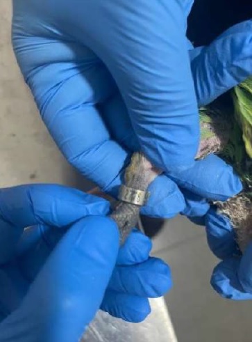 Tráfico de polluelos de loros amazónicos con documentos adulterados es detectado en control del Loa