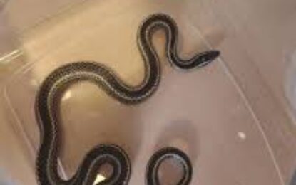 SAG Tarapacá rescata culebra nativa en sector El Boro de Alto Hospicio y la libera en su hábitat natural