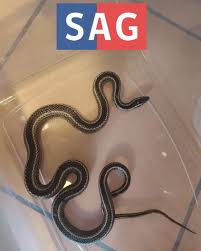 SAG Tarapacá rescata culebra nativa en sector El Boro de Alto Hospicio y la libera en su hábitat natural