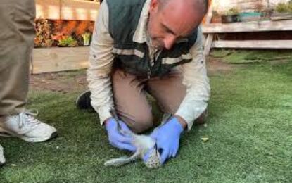 Maltrato animal: Las penas que arriesgan los detenidos por arrojar polluelos de gaviota desde un edificio