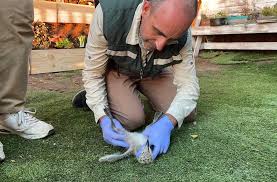 Maltrato animal: Las penas que arriesgan los detenidos por arrojar polluelos de gaviota desde un edificio