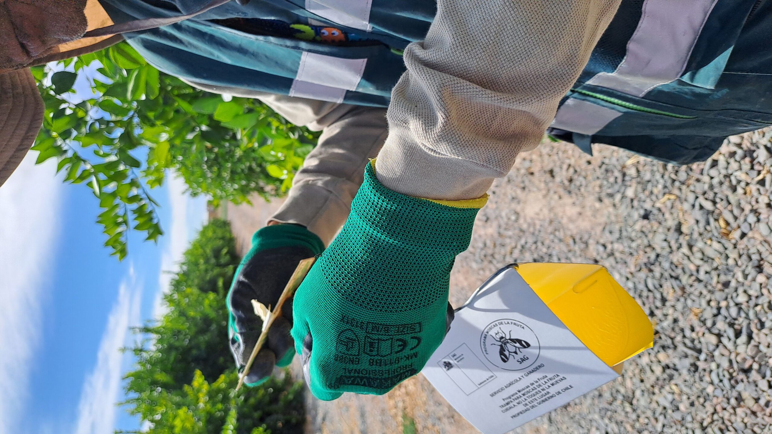 Buena noticia para la agricultura regional: SAG Tarapacá cierra campaña de erradicación de mosca de la fruta en Bajo Soga