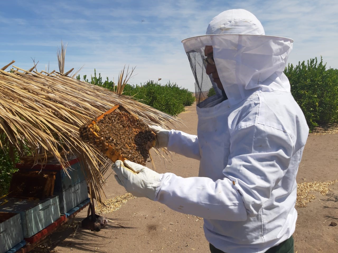 SAG llama a informarse ante nueva obligación de avisar aplicaciones de plaguicidas tóxico para las abejas
