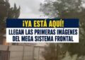 Alerta por sistema frontal: ¿Cómo identificar un árbol que está por caer y qué hacer al respecto?