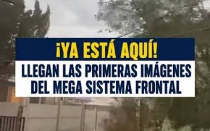 Alerta por sistema frontal: ¿Cómo identificar un árbol que está por caer y qué hacer al respecto?