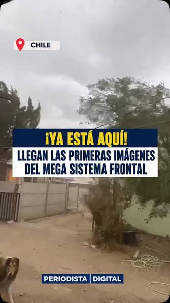 Alerta por sistema frontal: ¿Cómo identificar un árbol que está por caer y qué hacer al respecto?