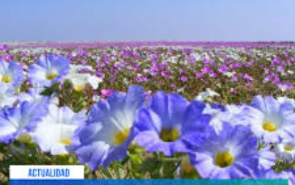 Embalses más llenos y un posible Desierto Florido más intenso: El lado positivo de las lluvias históricas
