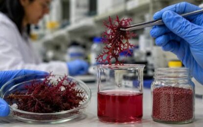 Compuesto basado en algas chilenas promete bajar la azúcar en la sangre