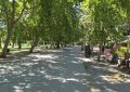 Plátano oriental, alergias y cambio climático: ¿Qué tan bueno es este árbol para Santiago?