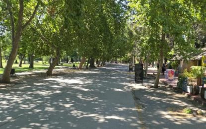 Plátano oriental, alergias y cambio climático: ¿Qué tan bueno es este árbol para Santiago?