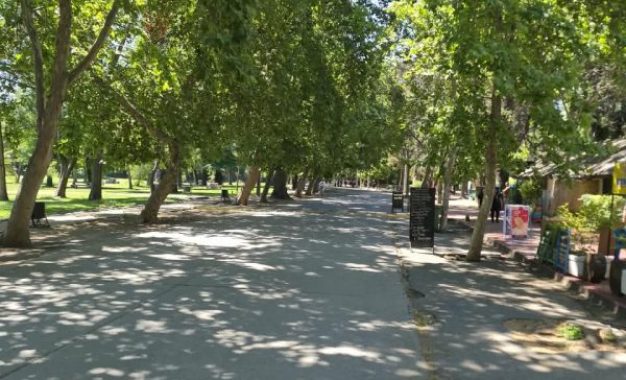 Plátano oriental, alergias y cambio climático: ¿Qué tan bueno es este árbol para Santiago?