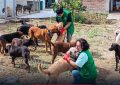 ¿Deben los municipios construir refugios para animales abandonados?