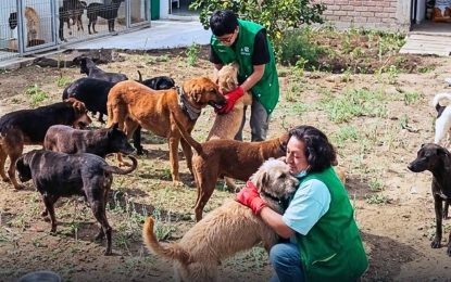 ¿Deben los municipios construir refugios para animales abandonados?