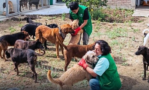 ¿Deben los municipios construir refugios para animales abandonados?