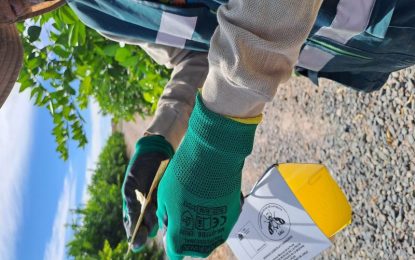 SAG Tarapacá cierra campaña de erradicación y cinco vigilancias intensivas por mosca de la fruta