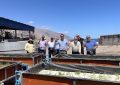 Salicornia: una alternativa para producir alimentos y aprovechar aguas de descarte de desaladoras